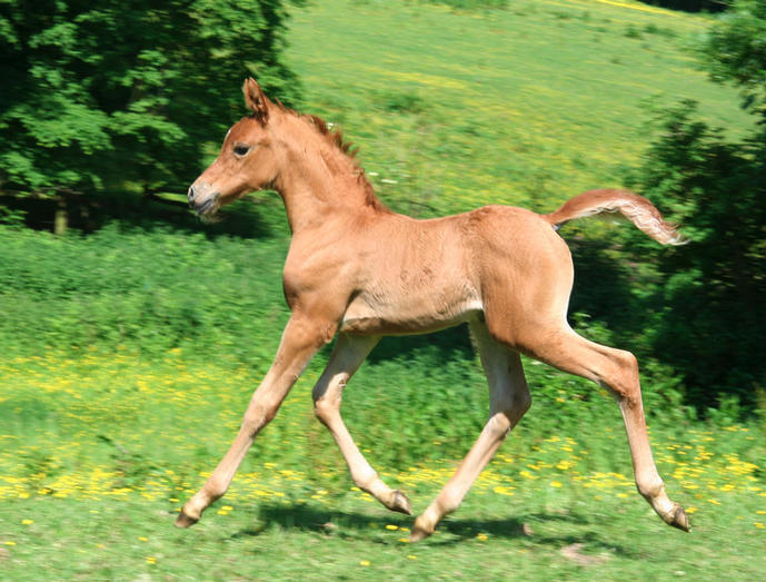 Saffron's filly