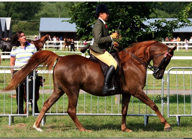 Ianthe ridden at the national show