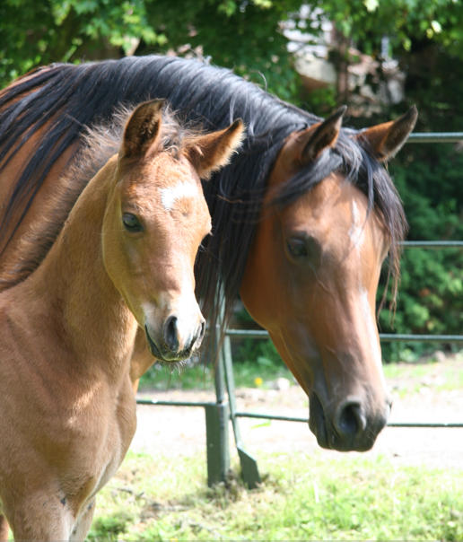 valencia and foal