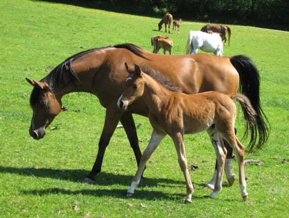 Vienna and foal