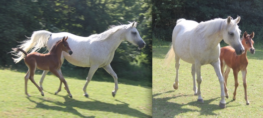 Magic with her foal