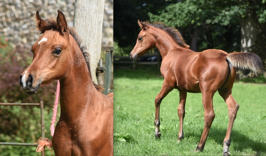 Vienna colt trotting