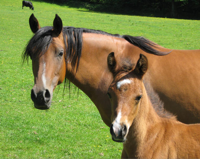 vienna and foal