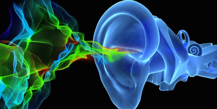 Hearing Discovery Reveals  Ear Architecture That Turns  Vibration into Sound