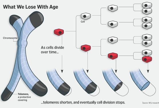 aging and cancer prediction