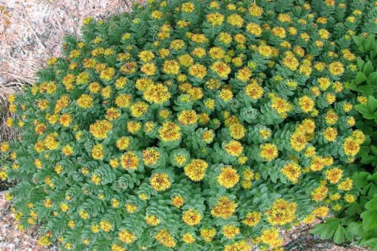   Possible control of type 2  diabetes by rhodiola root  say scientists by Elsy Fors Garzon August 17th, 00:11am (Prensa Latina)   The extract from the roots of the Rhodiola rosea plant,  known as rhodiola, could be effective in helping to  control type 2