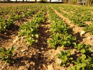 Pembrokeshire new potatoes