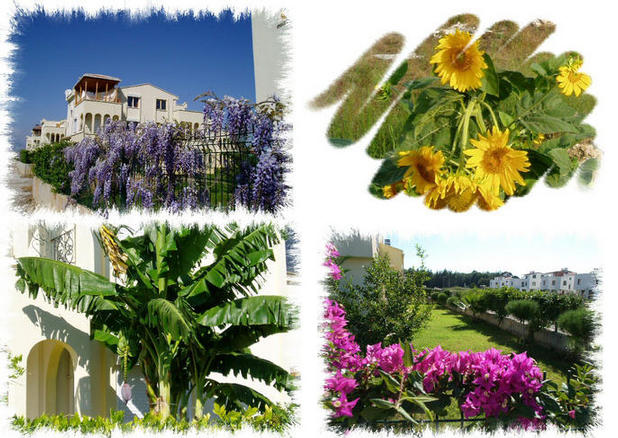 The Gardens of Rose Garden Villas