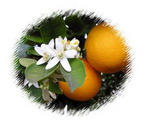 Orange Blossom