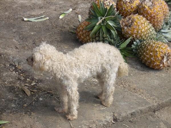 Mexican Tappy Lappy dog "el perro tappissimo lapiado"