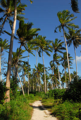 Track among the palms at Kilifi