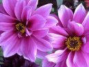 Purple flower