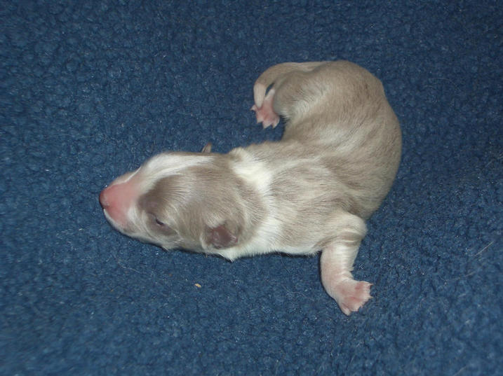 Elthea Forever Special, pictured the day she was born