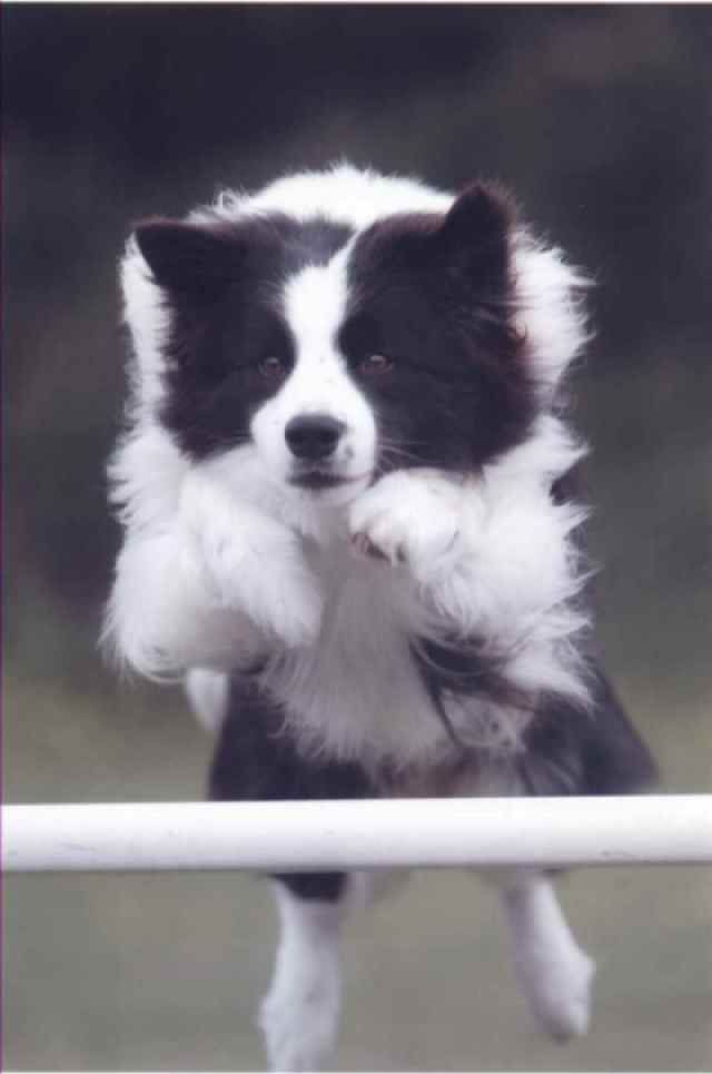 starside border collies