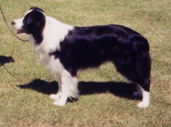 starside border collies