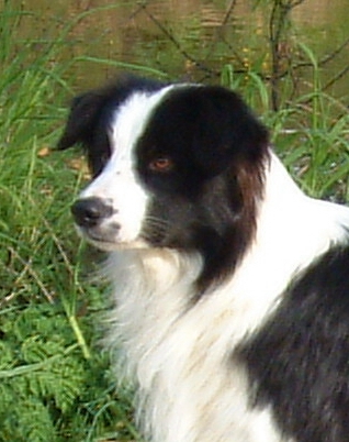 Wizard at 3 years old, photo by Julia Carley