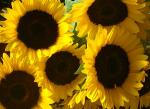sunflowers