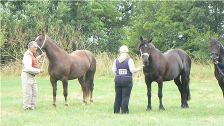 Yvonne and Beau (pictured 2nd) and Cari (Pam Bartrip's horse) pictured 1st