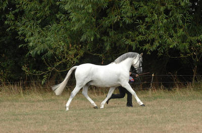 In Hand Champion and also best in Show - Heidi Clarke Templedruid Cironde