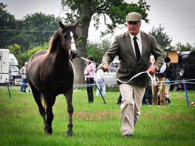 Peter Colson - Manorfields Lawrence - Youngstock