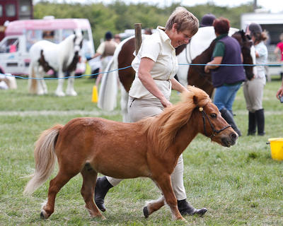Rebecca Mudd - Brougthton Macmillan - Family Pony