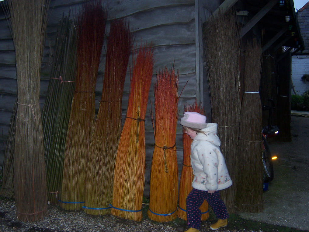 Different coloured willow rods