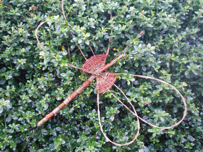 Large orange and brown willow dragonfly