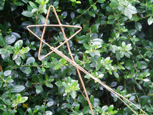 2 D Willow Shooting star