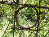 Willow Port Hole Window on leafy dome
