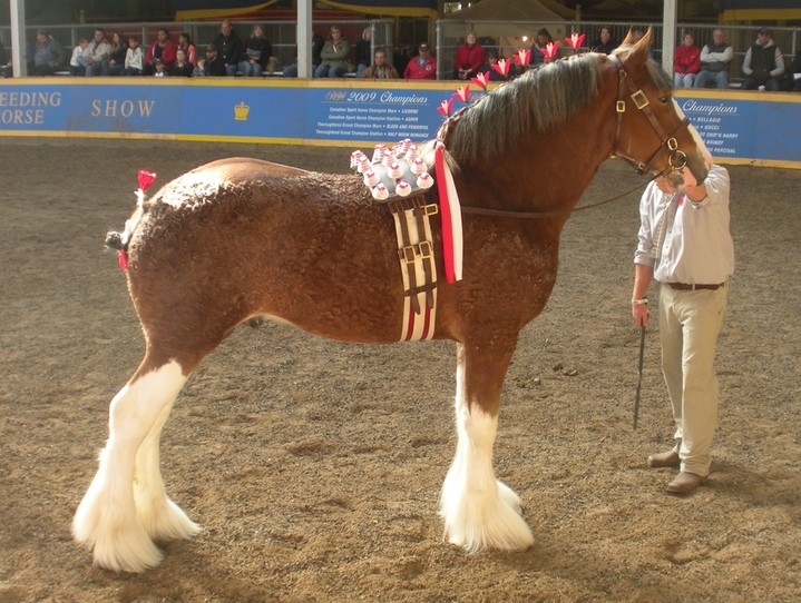 Clydesdale Stallions