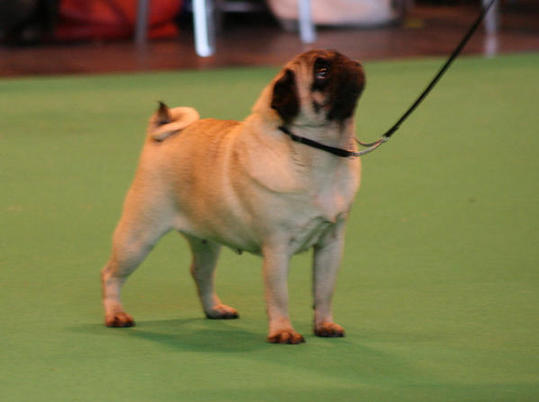 Crufts store pug winner