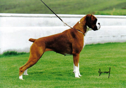 Dave the best sale boxer crufts