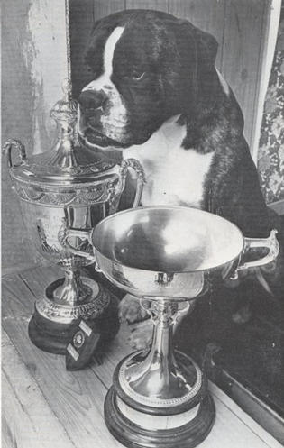 Boxer store dog crufts