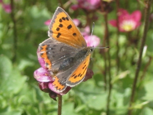 Butterfly on flower