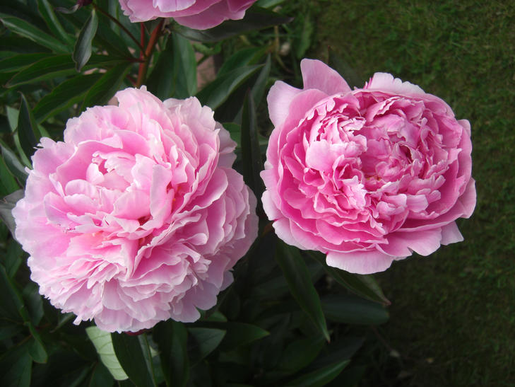 flowers reflexology dronfield maternity and fertility