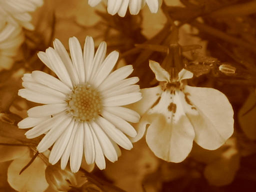 Flowers in sepia tone, depicting how you can blossom with hypnotherapy in Wickersley, Rotherham, South Yorkshire