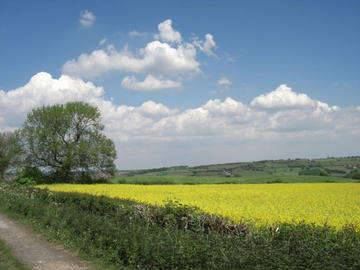 Hypnotherapy Dronfield- field at back of garden