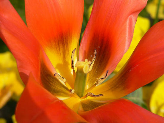 Rotherham- Tulip depicting emotional healing