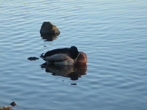 Sleeping duck, depicting how hypnotherapy for anxiety, panic attacks and stress can help you feel calm and peaceful.