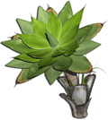 jade tree