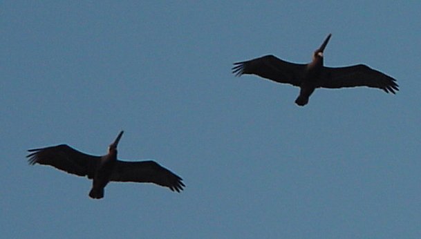 Pelicans