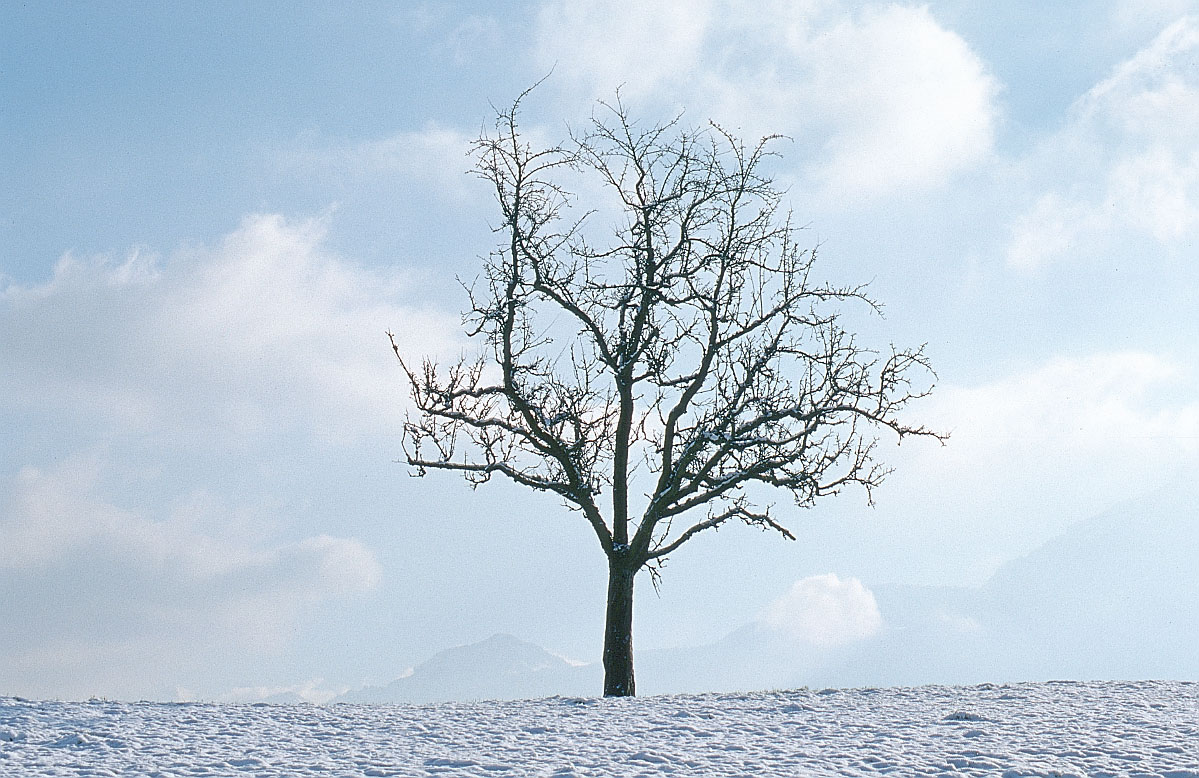WINTER TREE