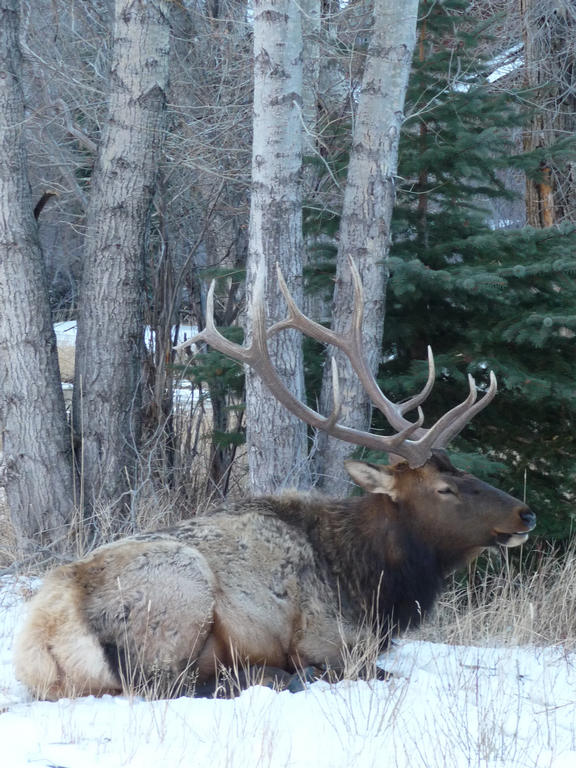 Elk in Estes Park