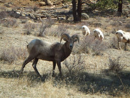 Big Horn Sheep