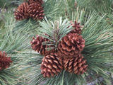 Pinecones