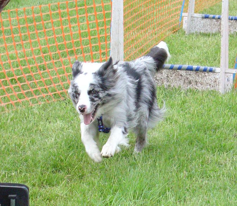 Kite appraching the box in starters at Mottram, May '07