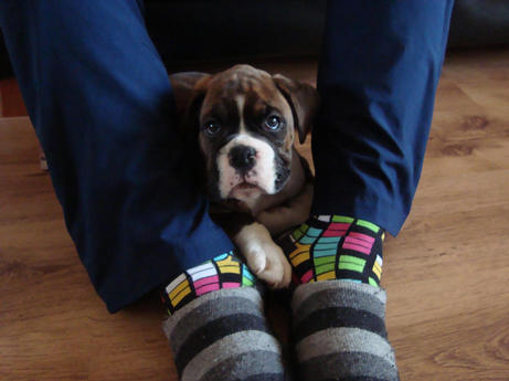 Archie