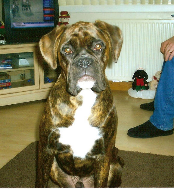 Buster ( stella X gryffe litter)