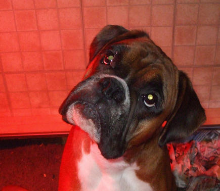 Rosie  ,Harrys Dam 4 years and living in Wishaw as cherished family pet