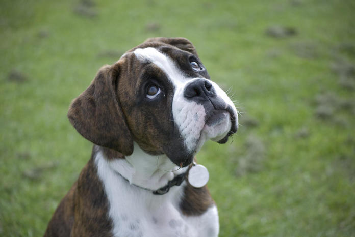 Gillie at  13 weeks